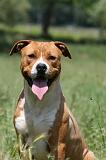 AMSTAFF ADULT 538